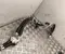 Gebrauchtes Original Volvo 8890505990, EGH-15M063 / 8890505990, EGH15M063 EX30 (416) 2024 Klimaleitung Klimaschlauch - Bild 3