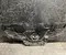 Gebrauchtes Original Nissan 623104CE0A X-TRAIL (T32_) 2017 Kühlergrill - Bild 2