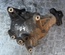 NISSAN X-TRAIL (T31) 2008 Transfer Case