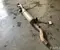 Jeep 221AA47514D, 68146138AD GRAND CHEROKEE IV (WK, WK2) 2020 Catalytic Converter - Image 1