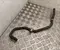 Gebrauchtes Original Volvo 6608054559 EX30 (416) 2024 Kühlmittelleitung - Bild 1