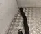 Dacia 215033602R BIGSTER 2025 Pipe, coolant - Image 2