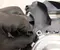 Gebrauchtes Original Bentley 4H0882121, 452772802 MULSANNE (3Y_) 2015 Gebläsemotor für Sitzlüftung links - Bild 3
